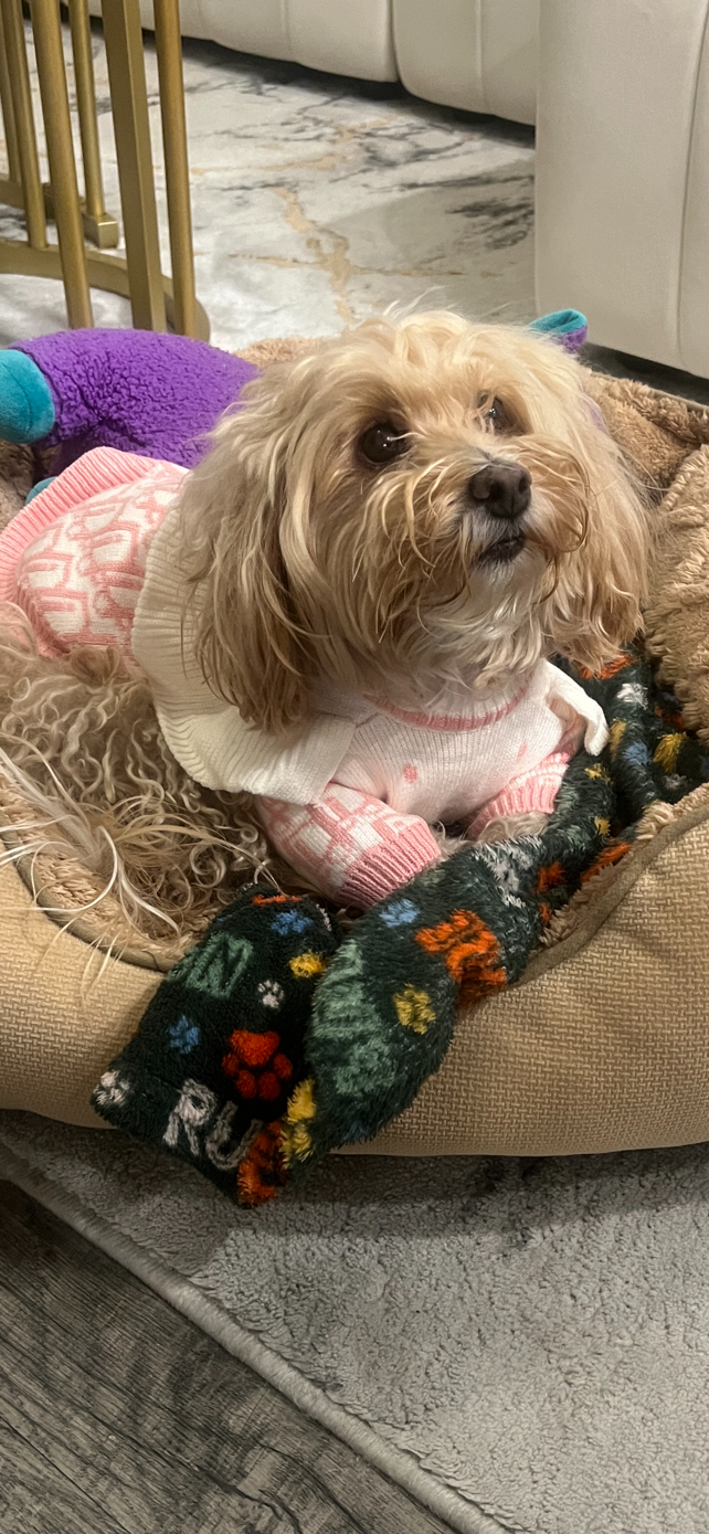Christian Dogior Knit Sweater