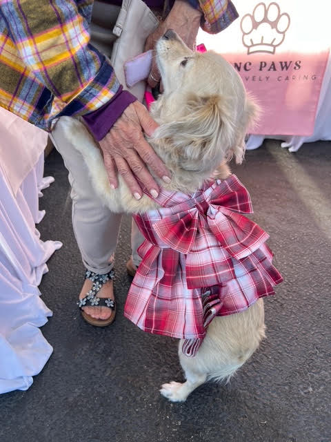 Plaid Bow Dog Dress Harness with Leash