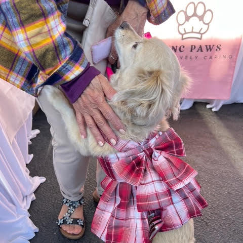 Plaid Bow Dog Dress Harness with Leash